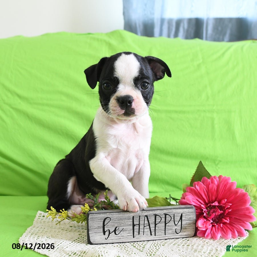 Boston Terrier dogs Zipper - Ad 1