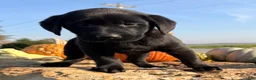 Labrador Retriever dogs for sale: Remy  - Ad 2
