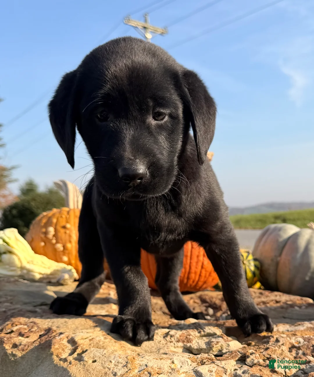 Labrador Retriever dogs for sale: Remy  - Ad 2