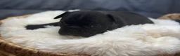 Mixed Breed dogs for sale: Cubbi - Ad 3