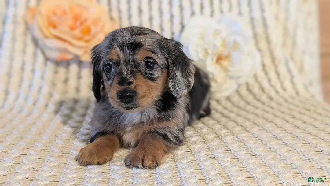 Miniature Dachshund dogs for sale: Lucy - Ad 9