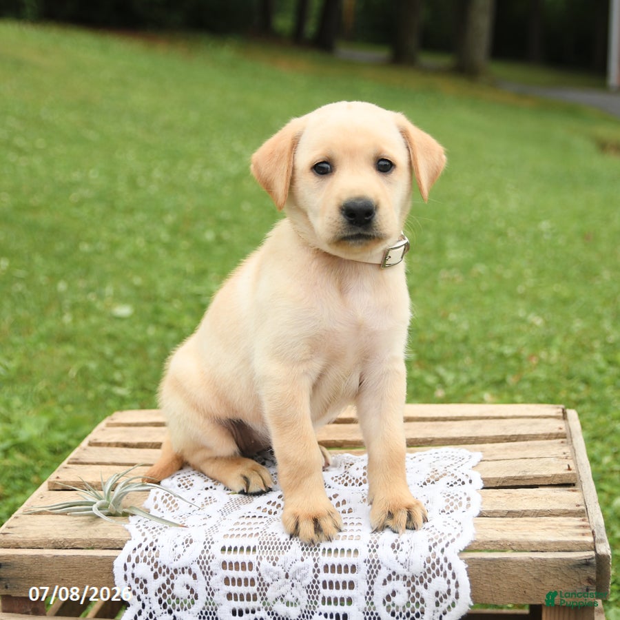 Labrador Retriever dogs Magnolia - Ad 1
