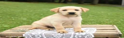 Labrador Retriever dogs for sale: Magnolia - Ad 1