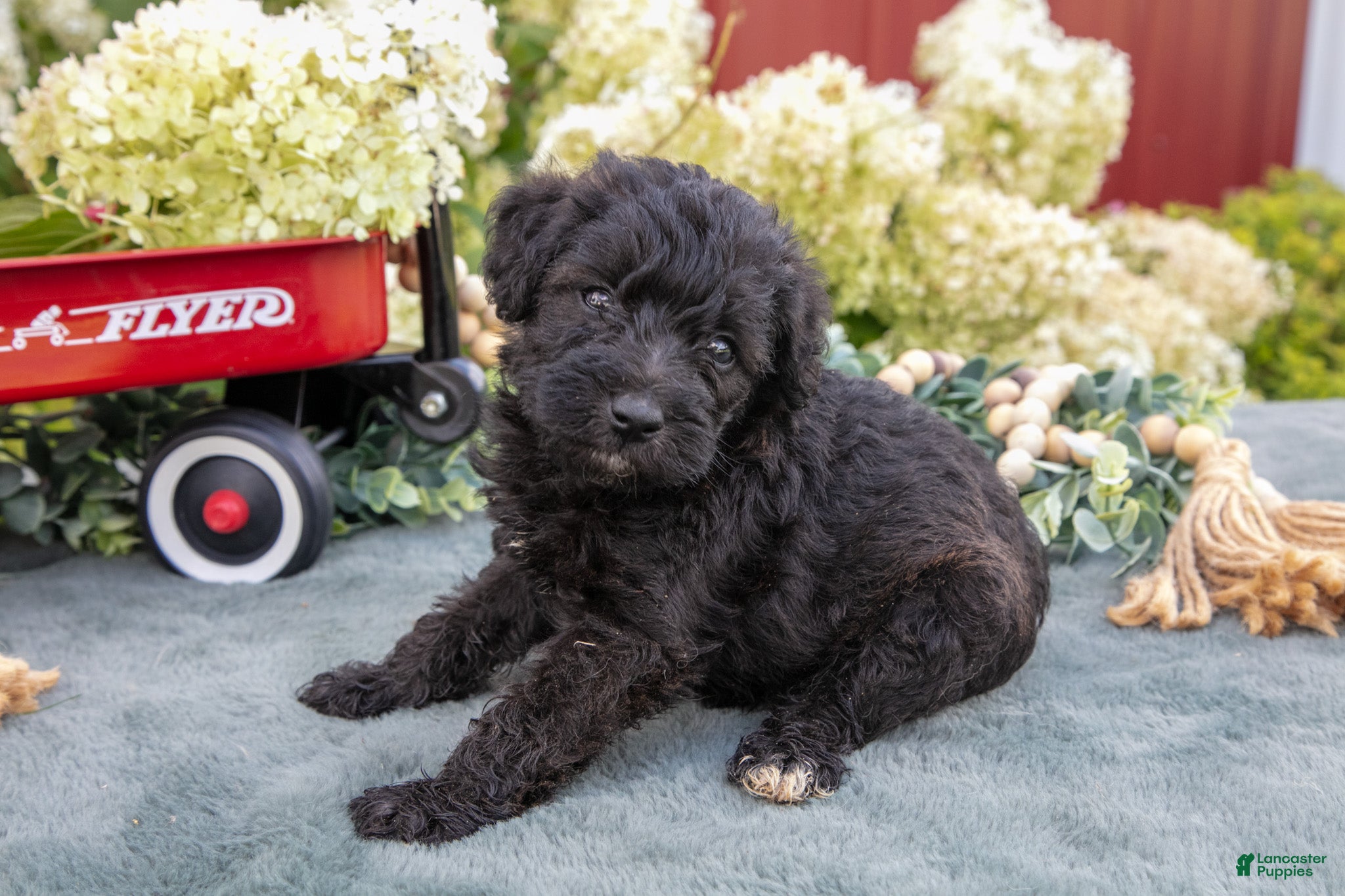 Schnoodle dogs Harlow - Ad 2
