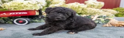 Schnoodle dogs for sale: Harlow - Ad 2