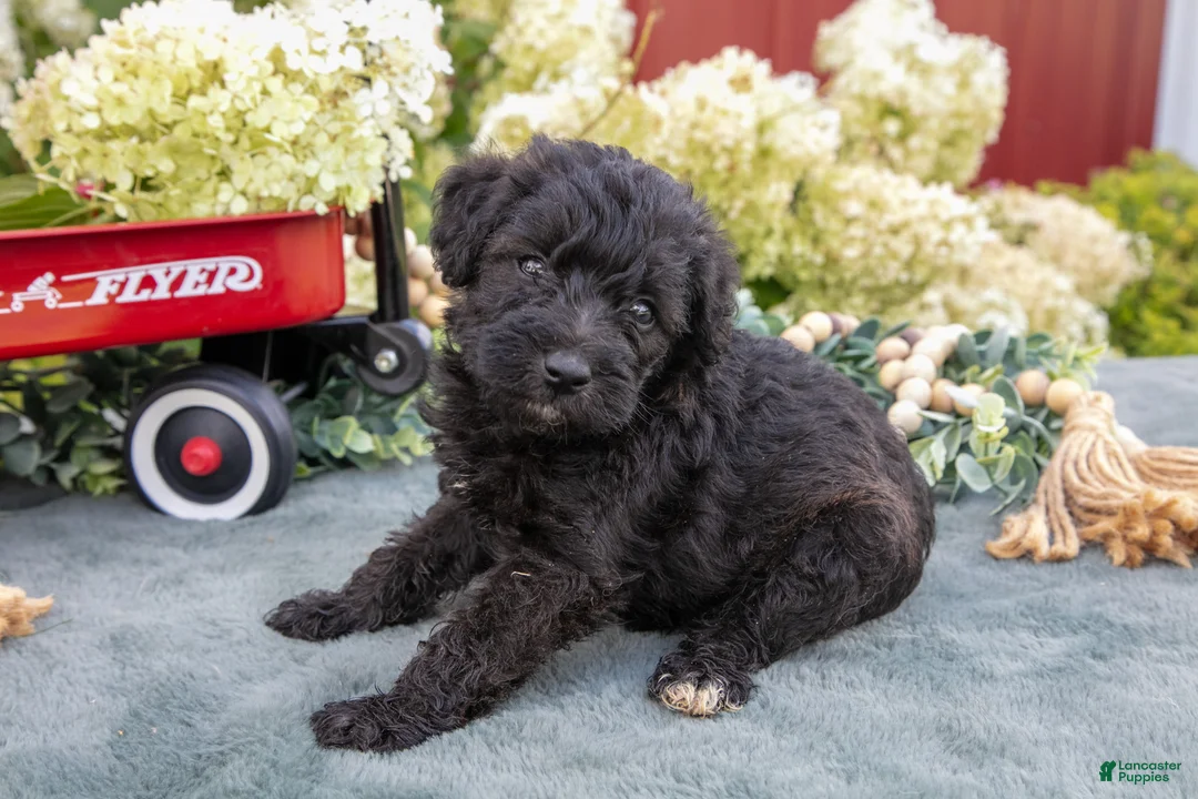 Schnoodle dogs for sale: Harlow - Ad 2