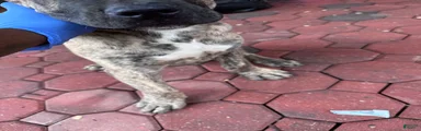 Presa Canario 4