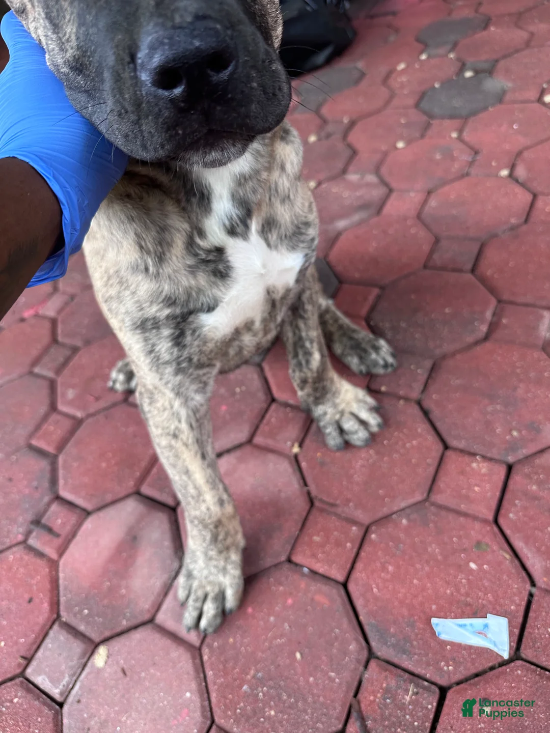 Presa Canario dogs for sale: Presa Canario 4 - Ad 1