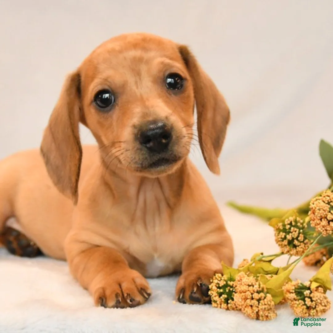 Miniature Dachshund dogs for sale: Owen - Ad 5