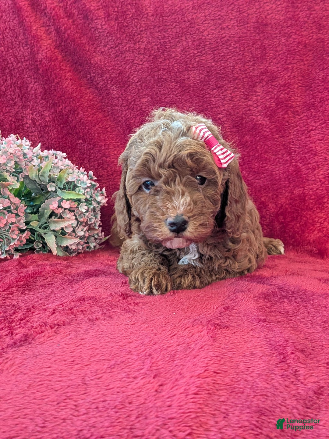 Miniature Poodle dogs for sale: Pixie  - Ad 5