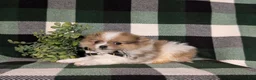 Pomeranian dogs for sale: Miles - Ad 6