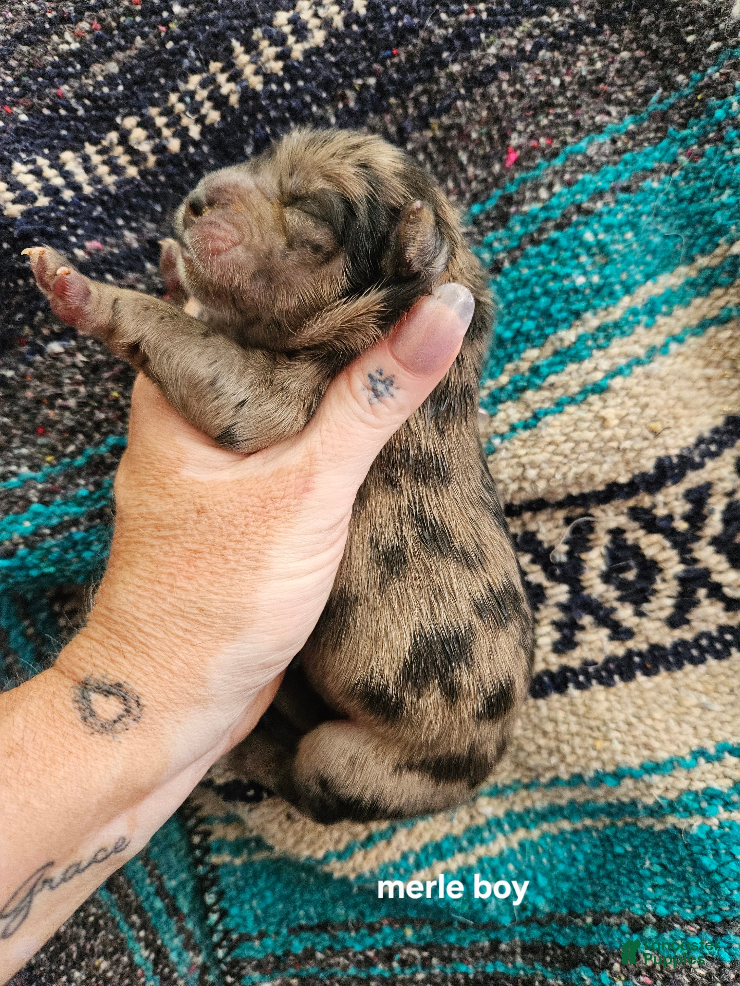 Chow Chow dogs Merle Rough Male  - Ad 2
