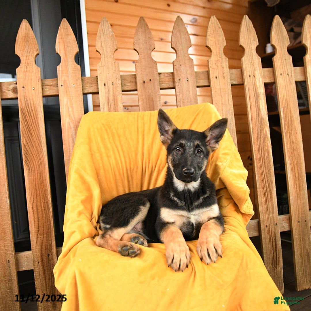 German Shepherd dogs for sale: Royal - Ad 2