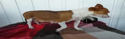 Chihuahua dogs for sale: Chihuahua 8 Sophia - Ad 4