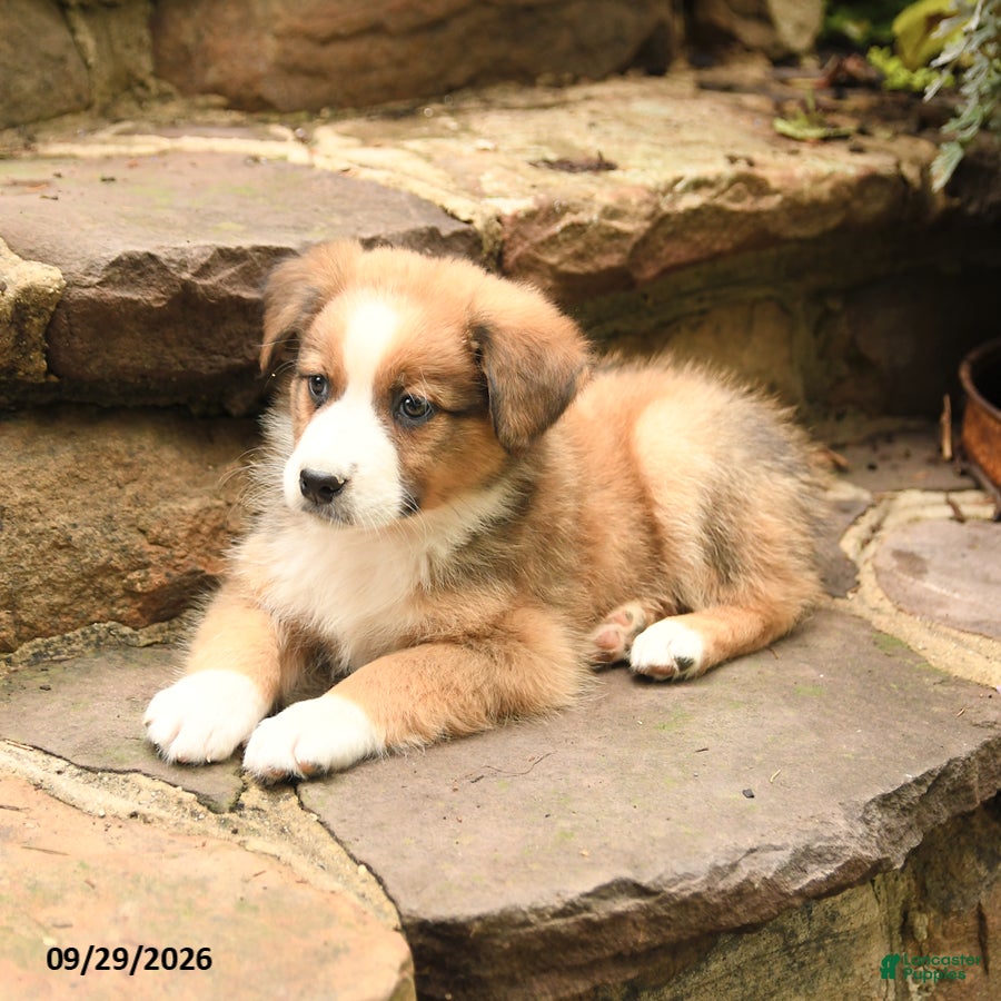 Australian Shepherd dogs Murphy - Ad 2