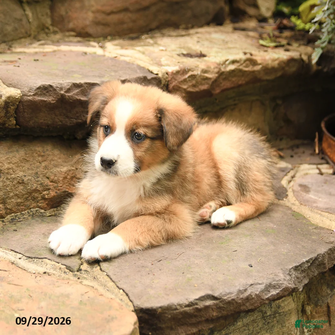 Australian Shepherd dogs for sale: Murphy - Ad 2