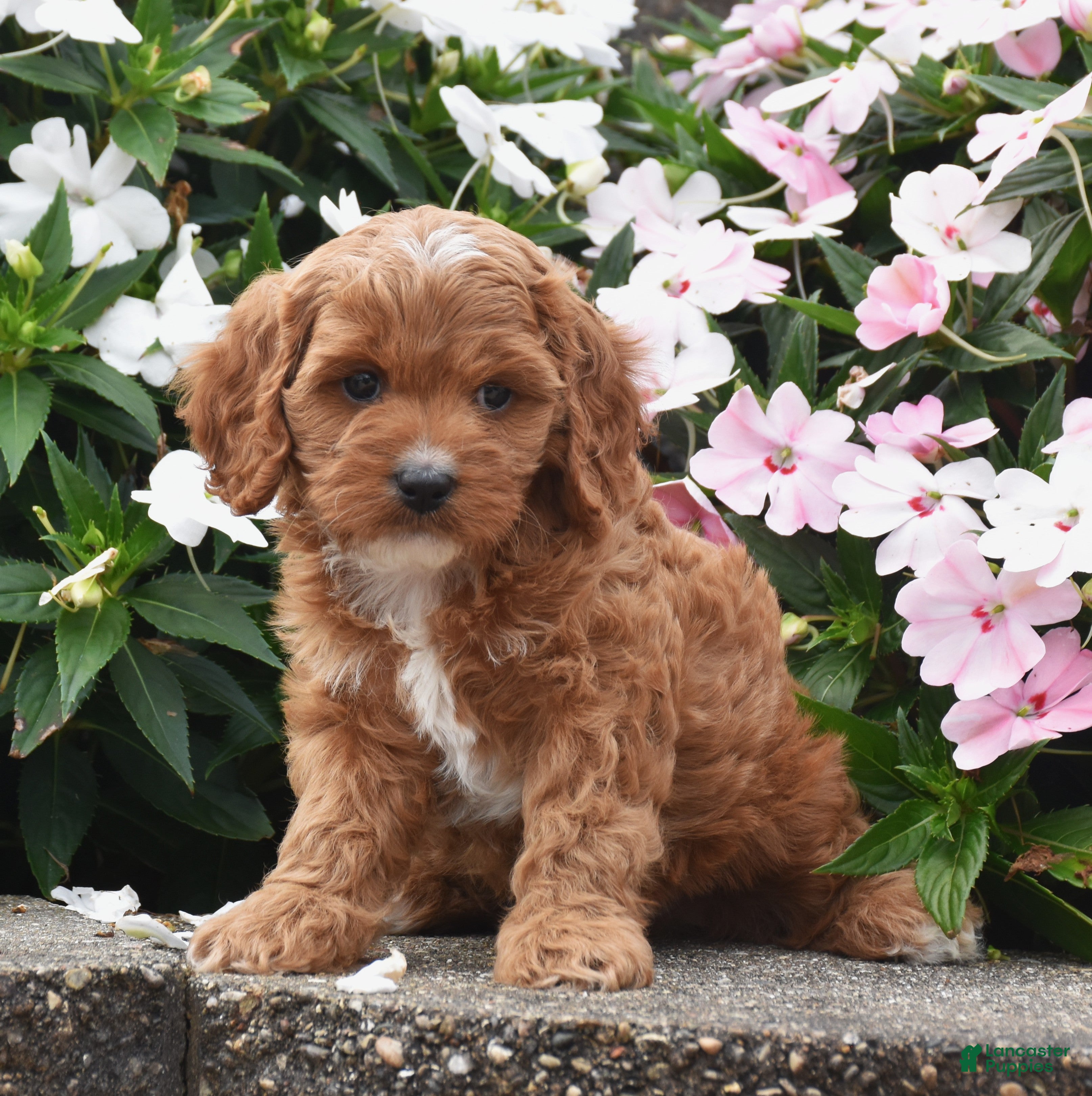 Cavapoo dogs Ollie - Ad 1