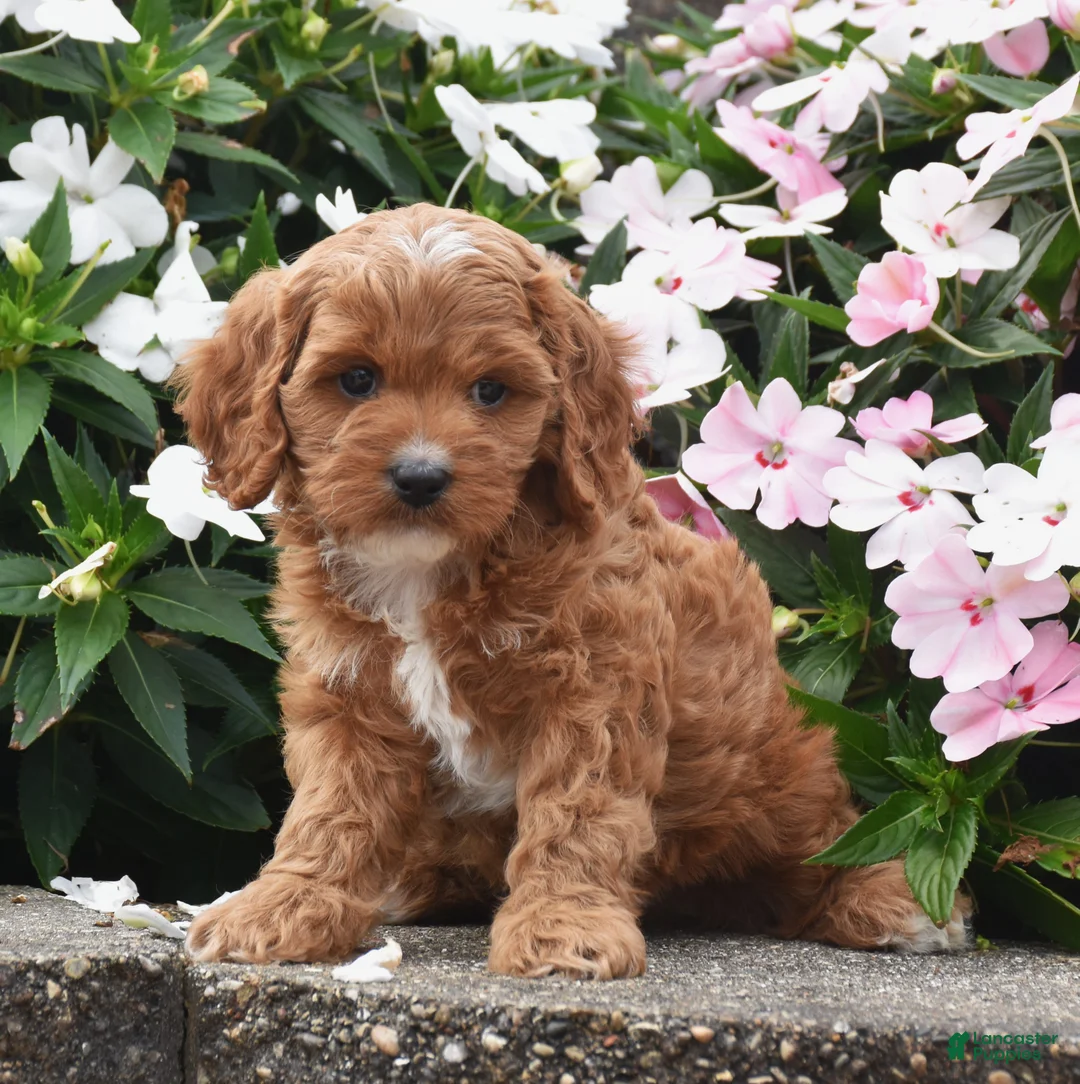 【期間限定SALE】Hillii dwarf&curl 子株 OC pup Ollie Cavapoo for sale in Fredericksburg | Lancaster Puppies