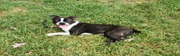 Boston Terrier dogs for sale: Chocolate - Ad 2