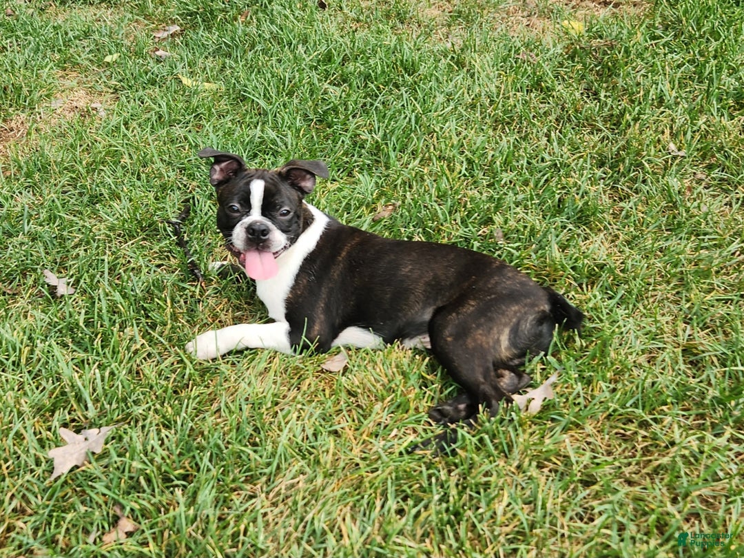Boston Terrier dogs for sale: Chocolate - Ad 2