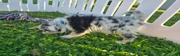 Toy Australian Shepherd dogs for sale: Boy 3 - Ad 4