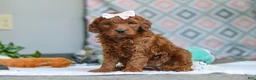 Goldendoodle dogs for sale: Clover - Ad 1