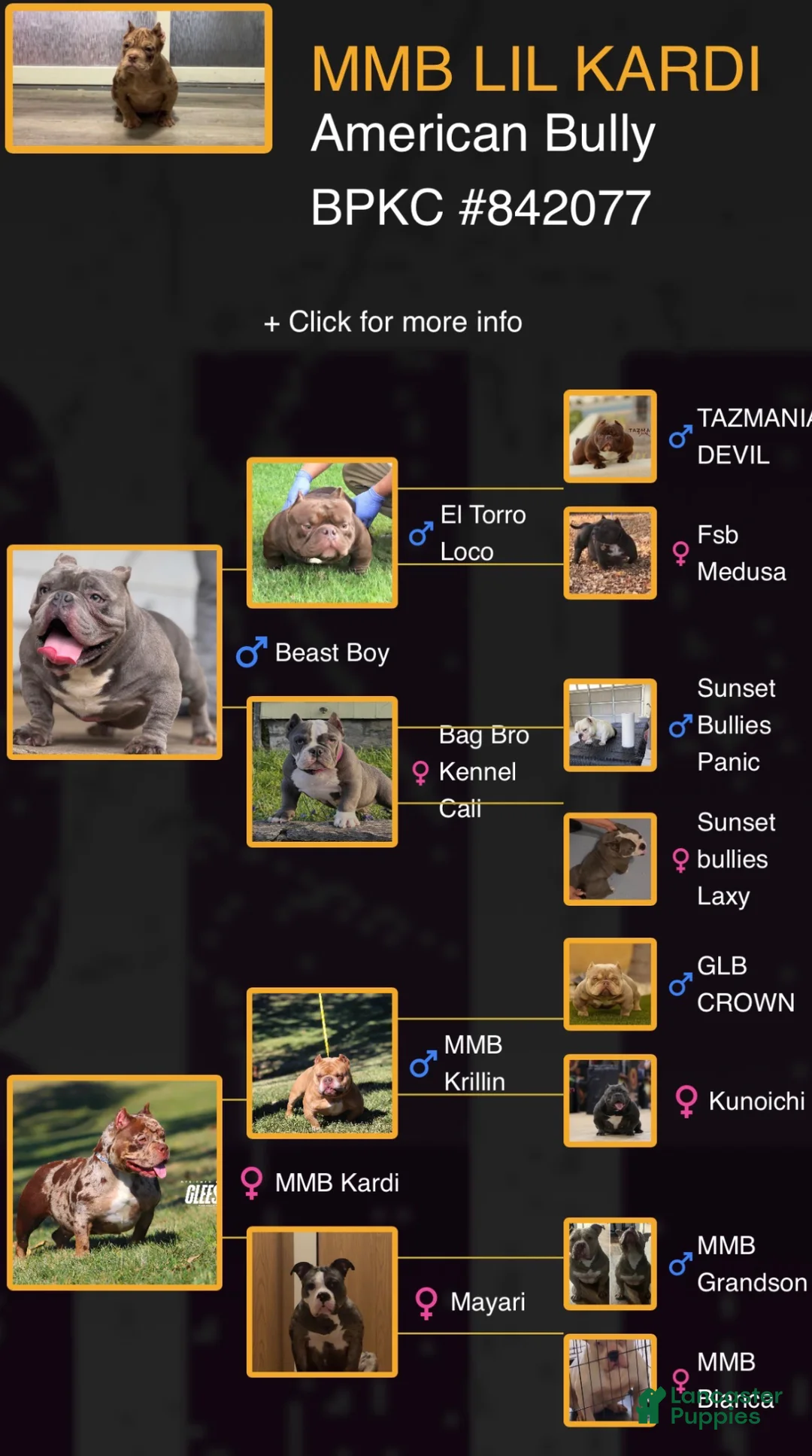 American Bully dogs for sale: Jax - Ad 9