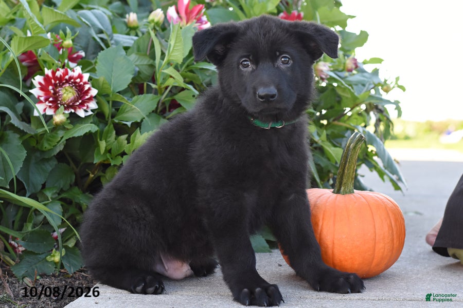 Tony (German Shepherd, Male) in Catawissa, PA