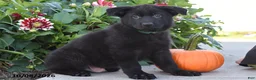 German Shepherd dogs for sale: Tony - Ad 1