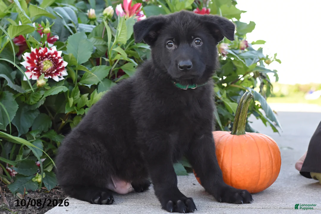 German Shepherd dogs for sale: Tony - Ad 1
