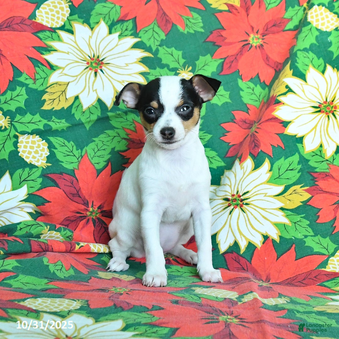 Chihuahua dogs for sale: Marshmallow - Ad 3