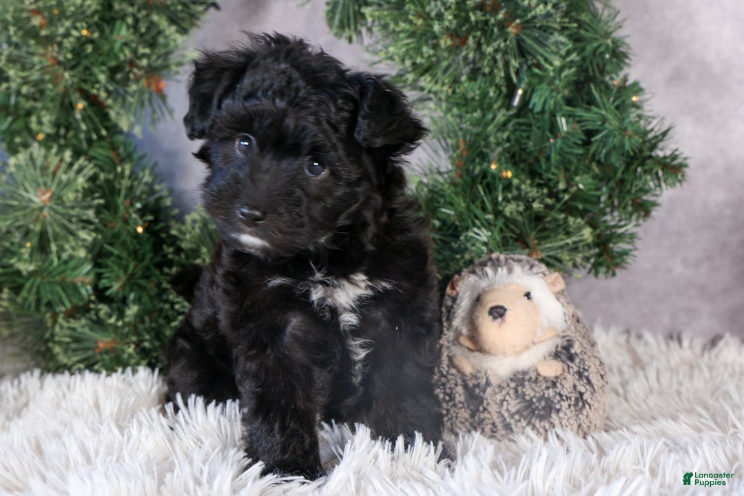 Mini Aussiedoodle dogs for sale: Kit Kat - Ad 9