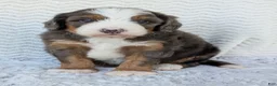 Mini Bernedoodle dogs for sale: Mini Louie  - Ad 15