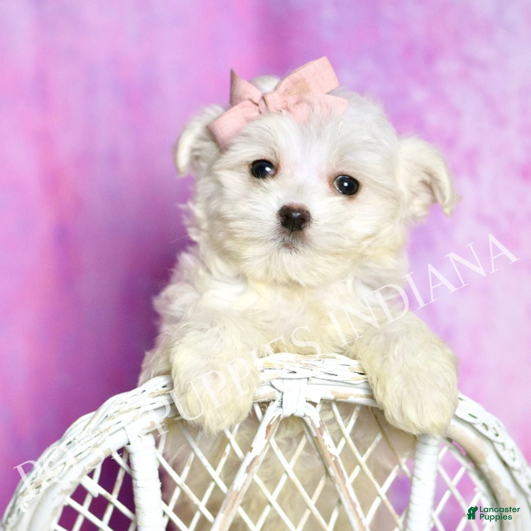 Maltipoo dogs Powder Puff - Ad 9