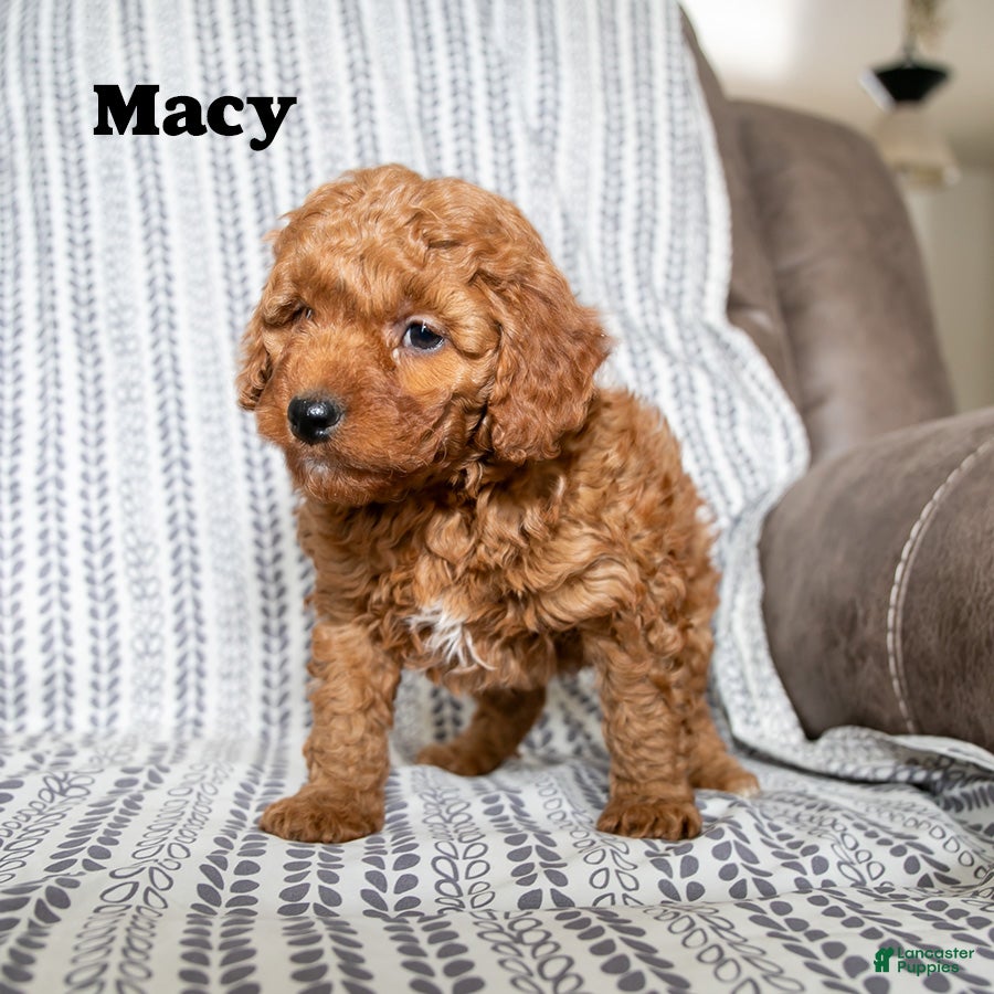 Cockapoo dogs Macy - Ad 2