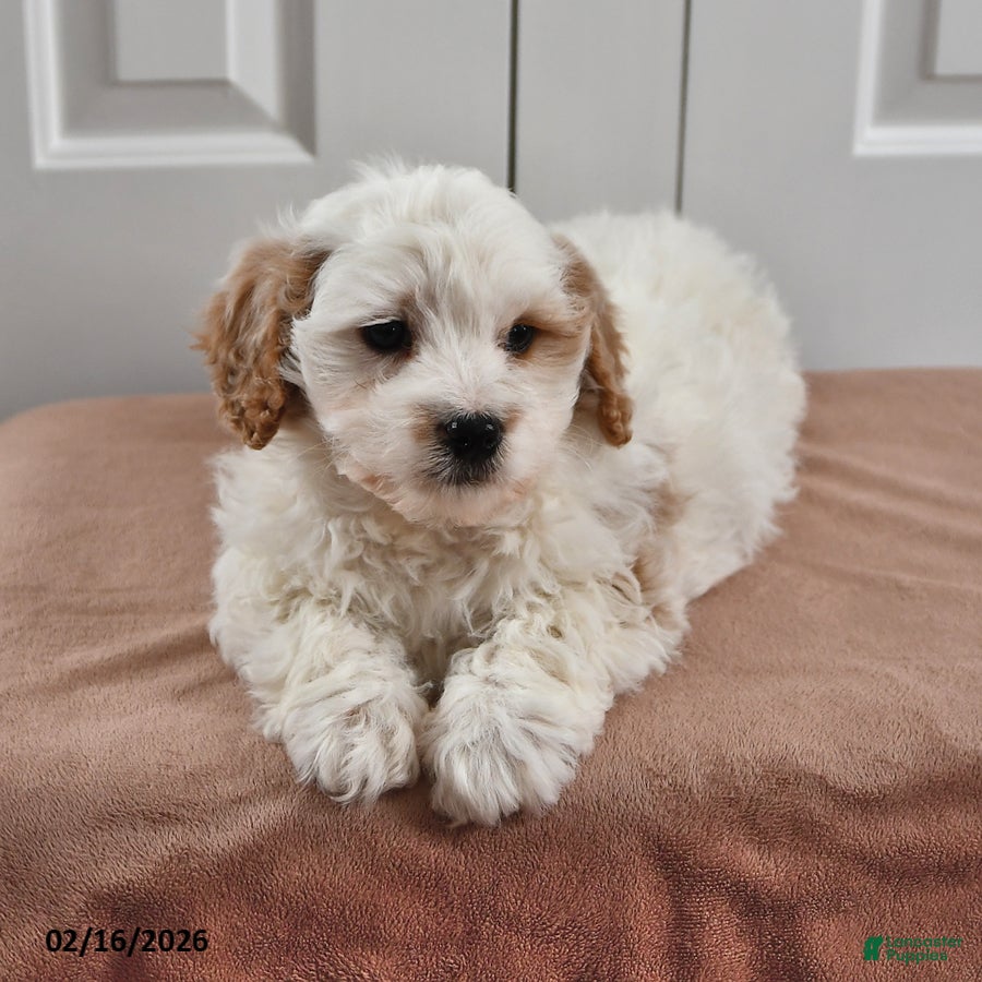 Cavapoo dogs Sunny  - Ad 2