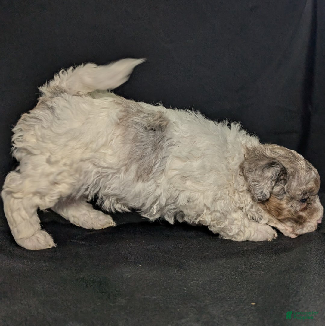 Mixed Breed dogs for sale: Molly  - Ad 5