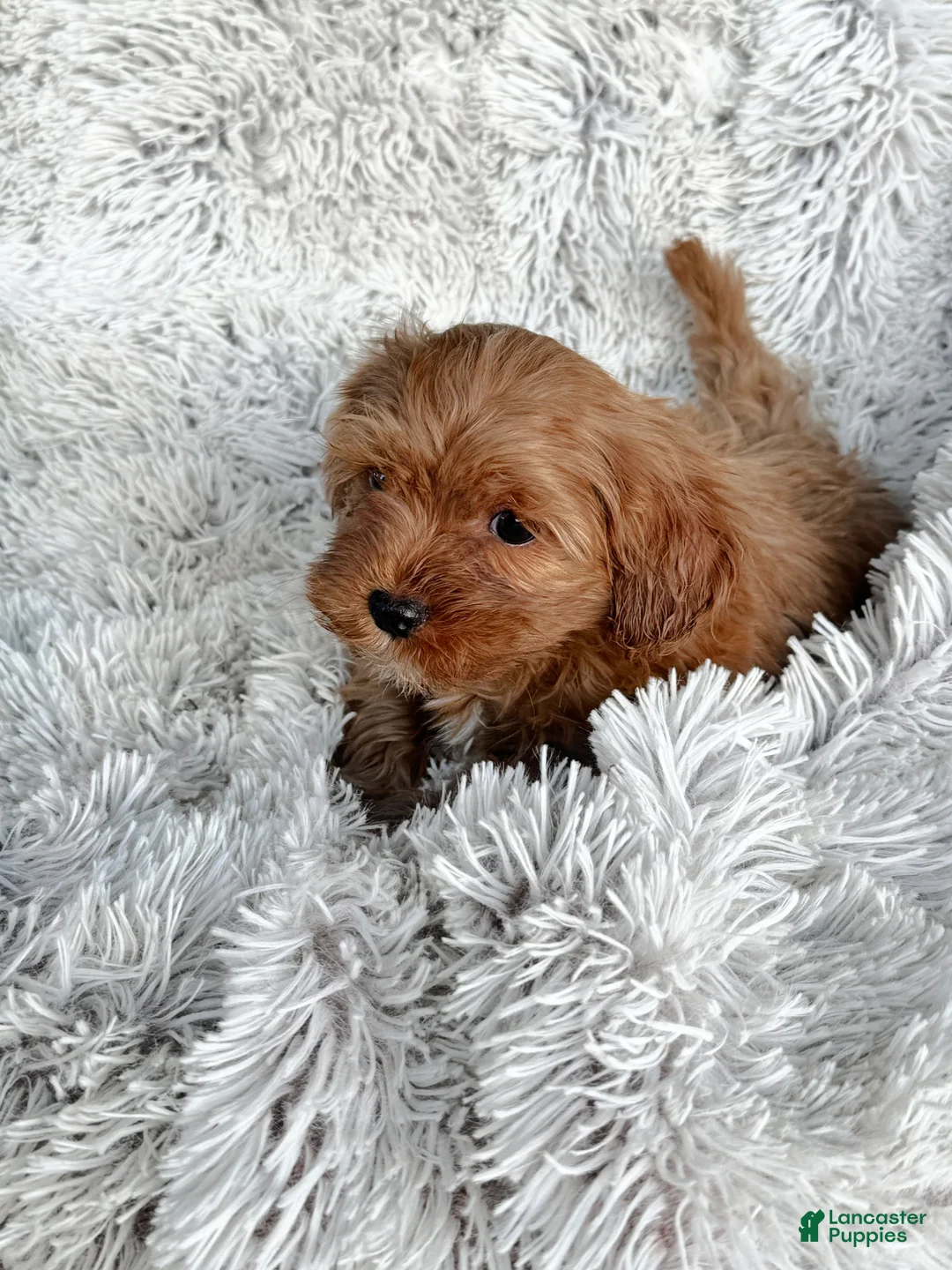Cavapoo dogs for sale: Theo - Ad 3