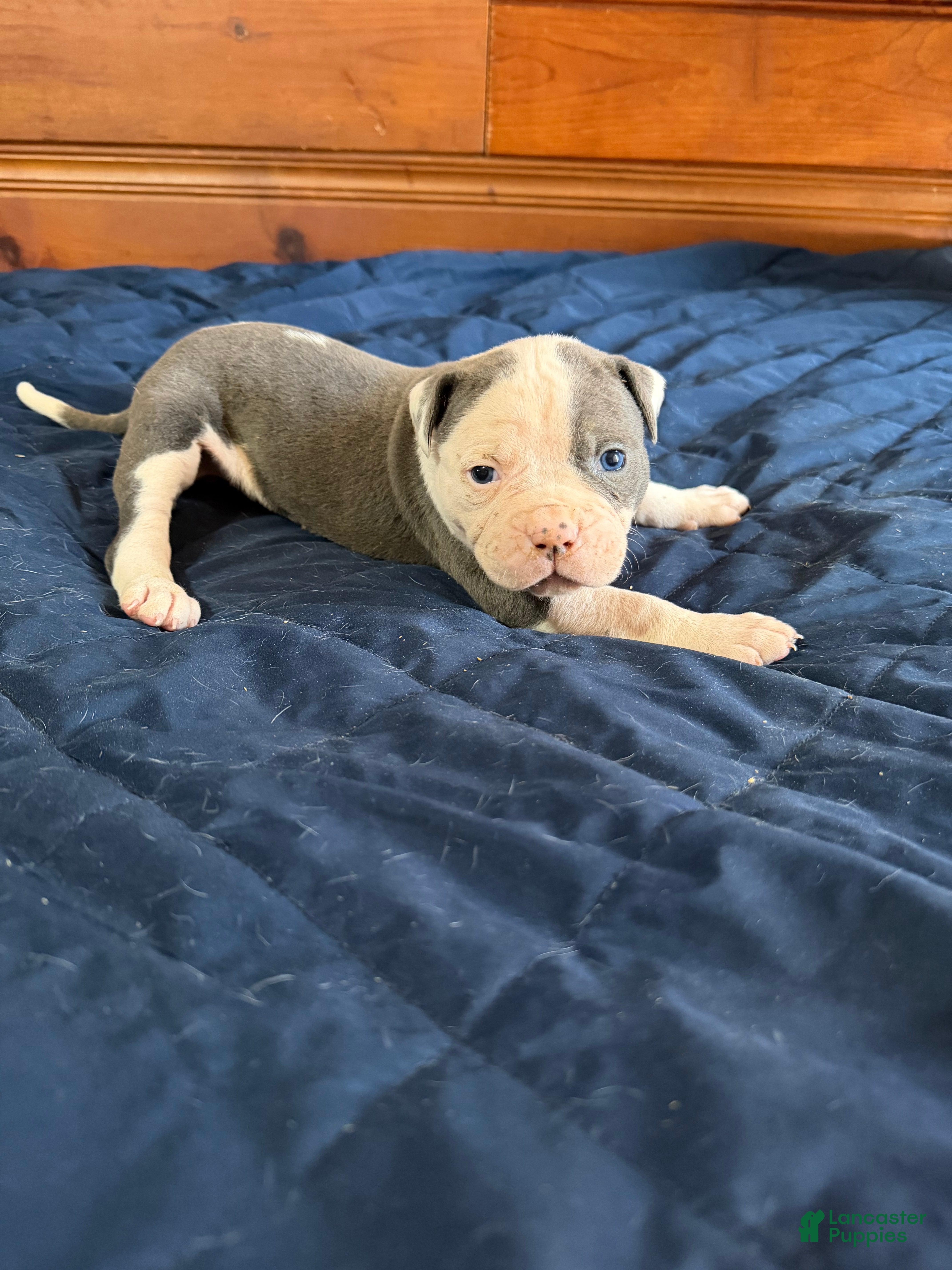 American Bulldog dogs Groot - Ad 8