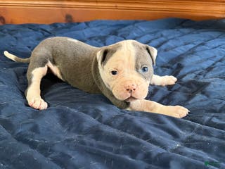 American Bulldog dogs Groot - Ad 5