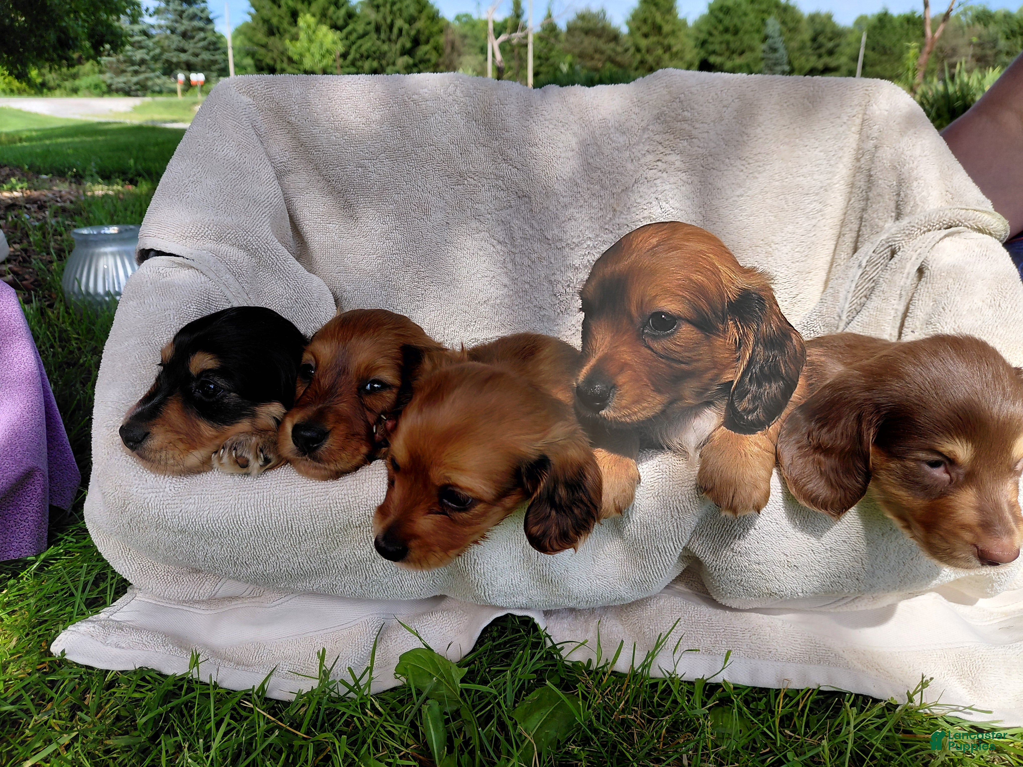 Miniature Dachshund dogs for sale: Daisy - Ad 6