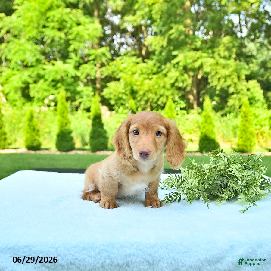 Miniature Dachshund dogs Preston - Ad 2