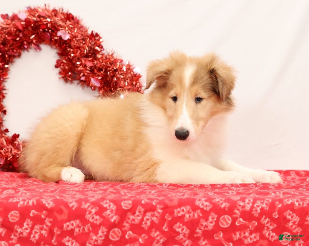 Collie dogs for sale: Nori - Ad 3