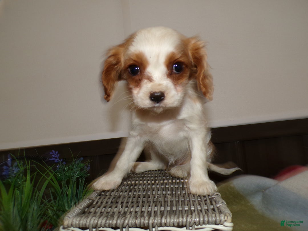 Cavalier King Charles Spaniel dogs for sale: Cavalier King Charles Spaniel Puppy 1 Mars - Ad 2