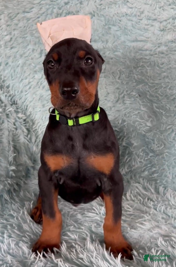 Doberman Pinscher dogs Doberman Pinscher 4 - Ad 24