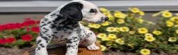 Dalmatian dogs for sale: Callie - Ad 3