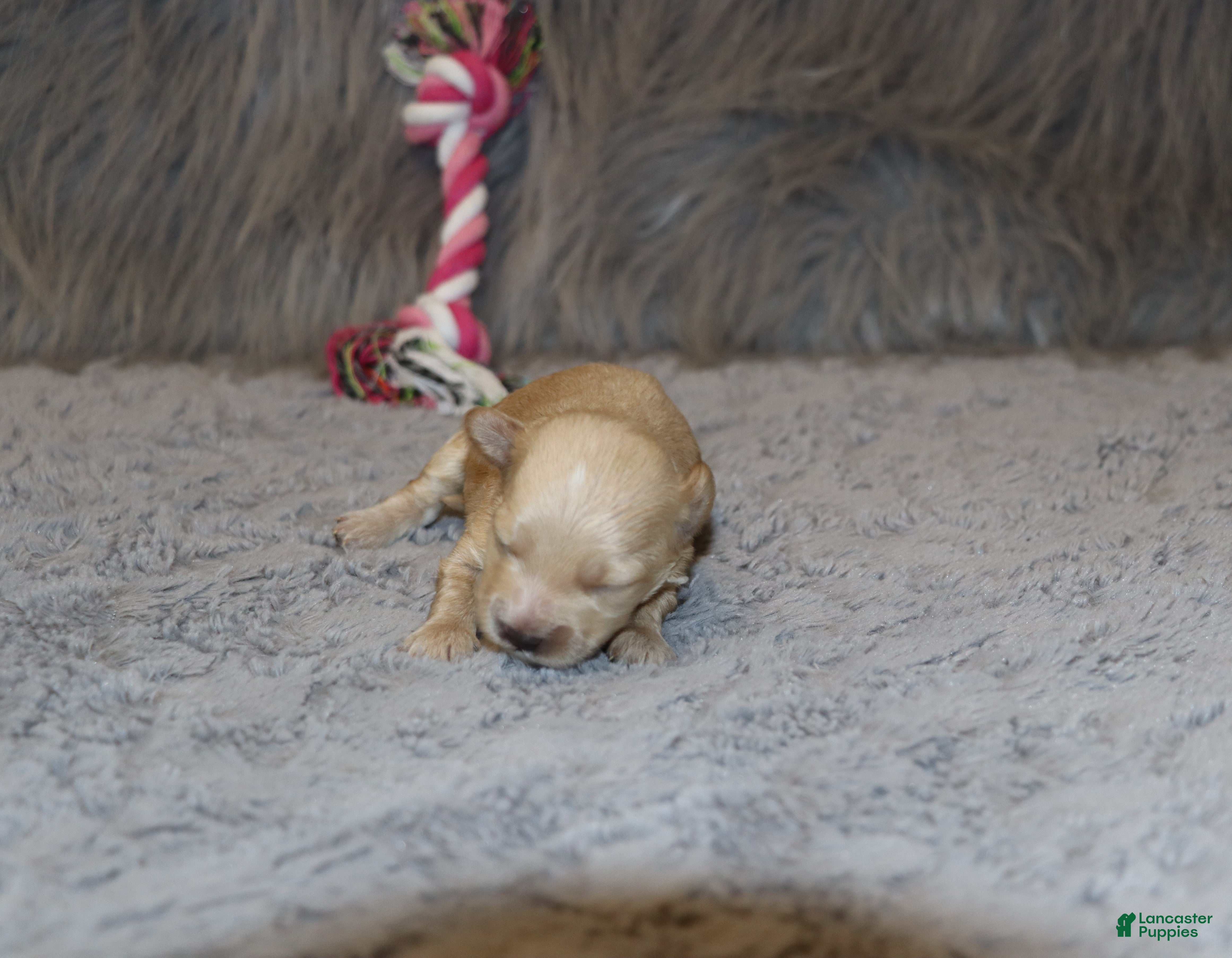 Havapoo dogs Pearl 🌷 Toy/Miniature - Ad 2