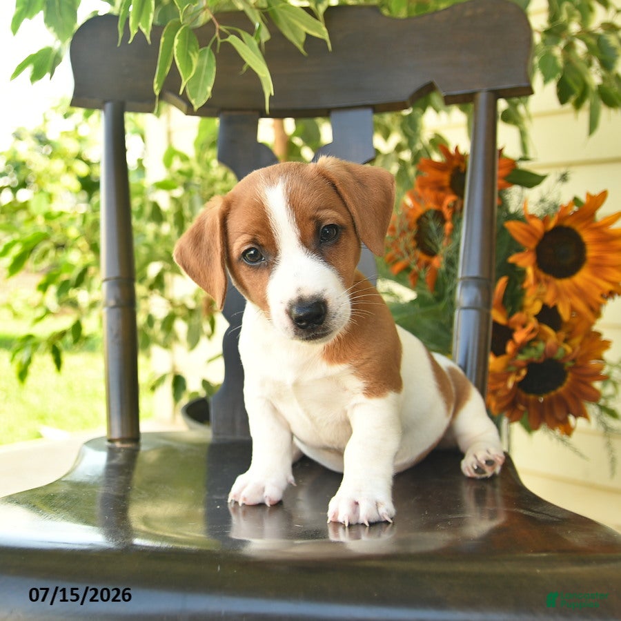 Jack Russell Terrier dogs Buddy - Ad 1