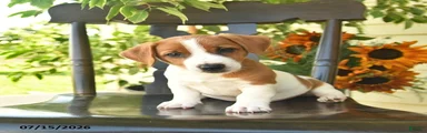 Buddy
