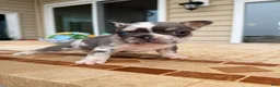 French Bulldog dogs for sale: Lola - Ad 4